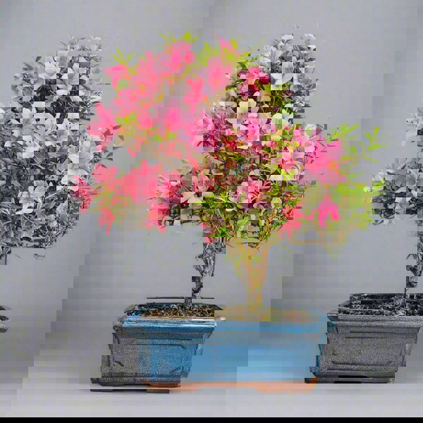 Bonsai tree with pink flowers in a blue pot against a gray background