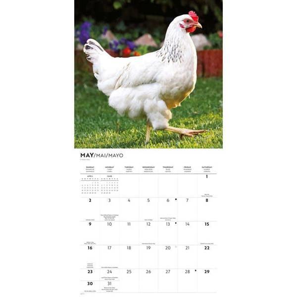 Chickens Calendar 2027, Wall Calendars, Month To View, Animals, Gift