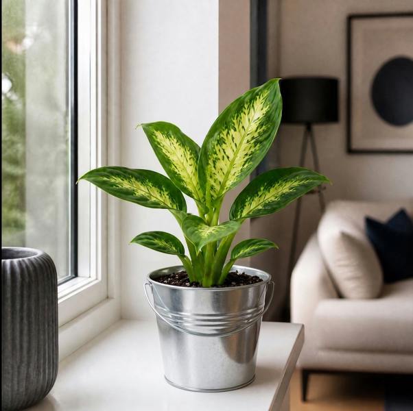 Dieffenbachia Compacta Dumb Cane 12cm Pot Plants By Post