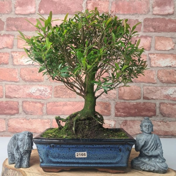 Yorkshire Bonsai Brush Cherry (Syzygium) Bonsai Tree | Broom | In 20cm Pot