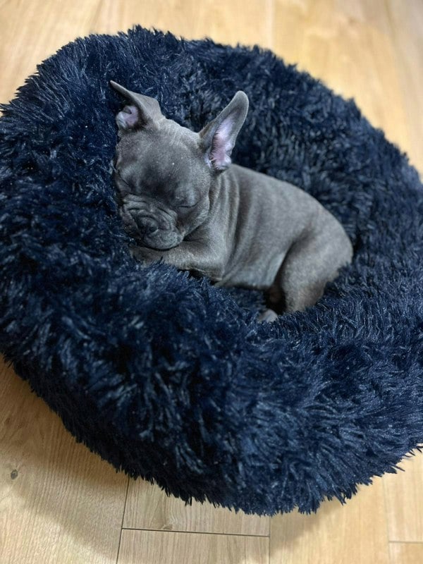 Snug and Cosy Pets Anti Anxiety Donut Pet Bed