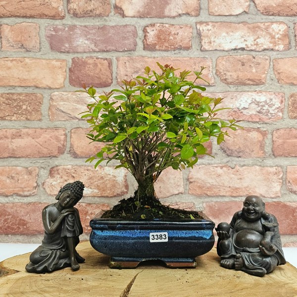 Yorkshire Bonsai Bird Plum (Sageretia) Bonsai Tree | Broom | In 15cm Pot