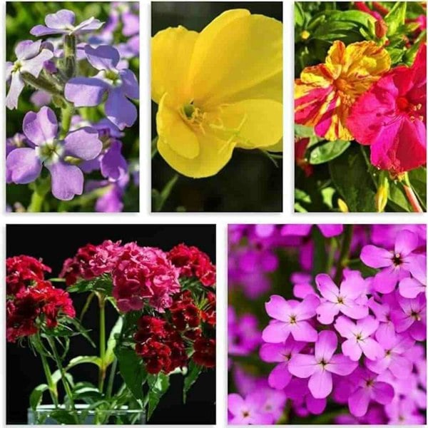 A magical blend of Night Garden Seeds and Night Garden Magic Wildflower Seeds, featuring night-blooming and evening-scented wildflowers that attract moths, bats, and pollinators to UK gardens after dusk.