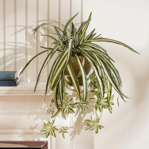 Scottish Everlastings 36cm Spider Plant in Rustic Pot