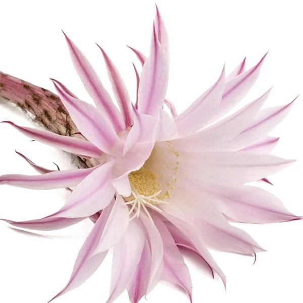 L'Anza Healing Volume Zero Weight Hair Gel 200ml