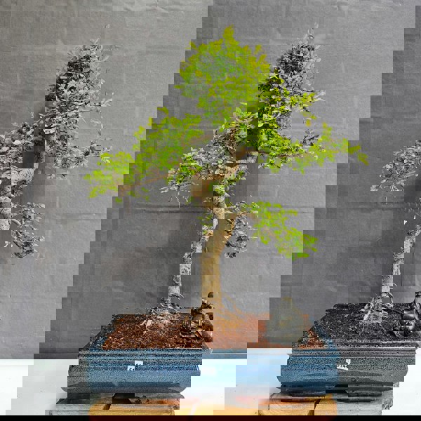 Yorkshire Bonsai Large Chinese Elm (Ulmus Parvifolia) Bonsai Tree | Shaped | In 35cm Pot
