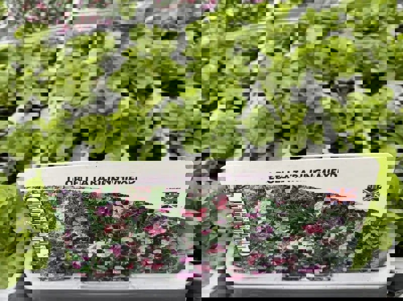 Lobelia Trailing Mixed 12 Pack x 2 (24 Plants)