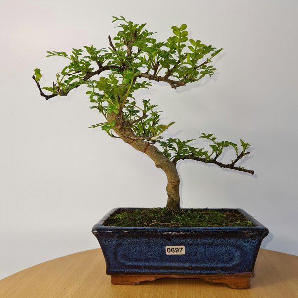 Chinese Pepper (Zanthoxylum Pipertum) Bonsai Tree | Shaped | In 20cm Pot