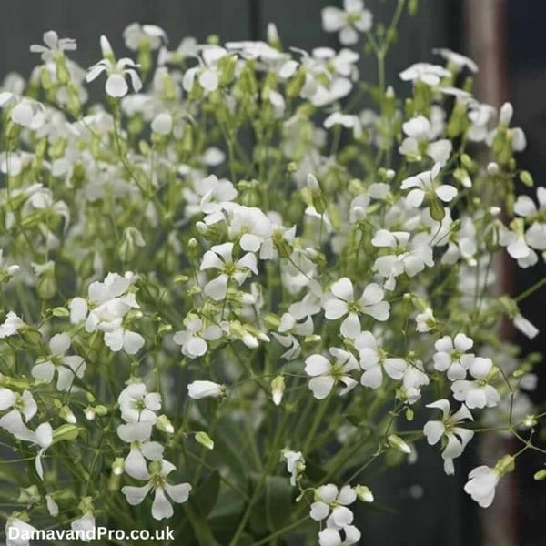 Saponaria Soapwort Saponaria vaccaria white beauty seeds