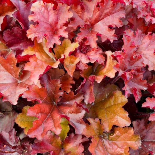 Heuchera Boysenberry Evergreen Perennial Garden Plant 2L Pot