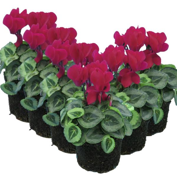 Cyclamen Silver Leaf Magenta 10.5cm Pot Pack of 3 & 6 Flowering Outdoor Plants