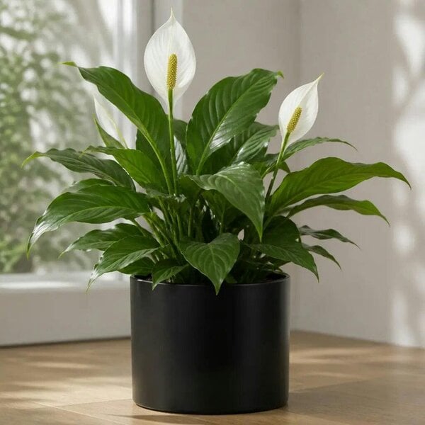 Spathiphyllum Peace Lily – Elegant White Flowers and Glossy Green Indoor Houseplant - Sofia Matt Black Ceramic