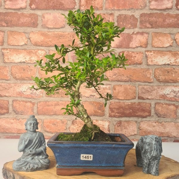 Japanese Holly (Ilex Crenata) Bonsai Tree | Shaped | In 15cm Pot