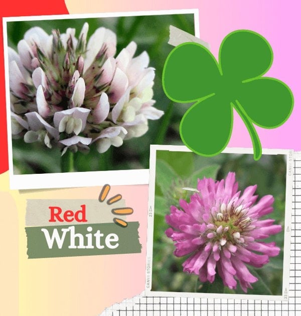 Mix red White Clover Seeds