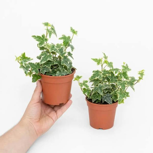 Hedera Variegated Ivy 12cm Pot Plants By Post