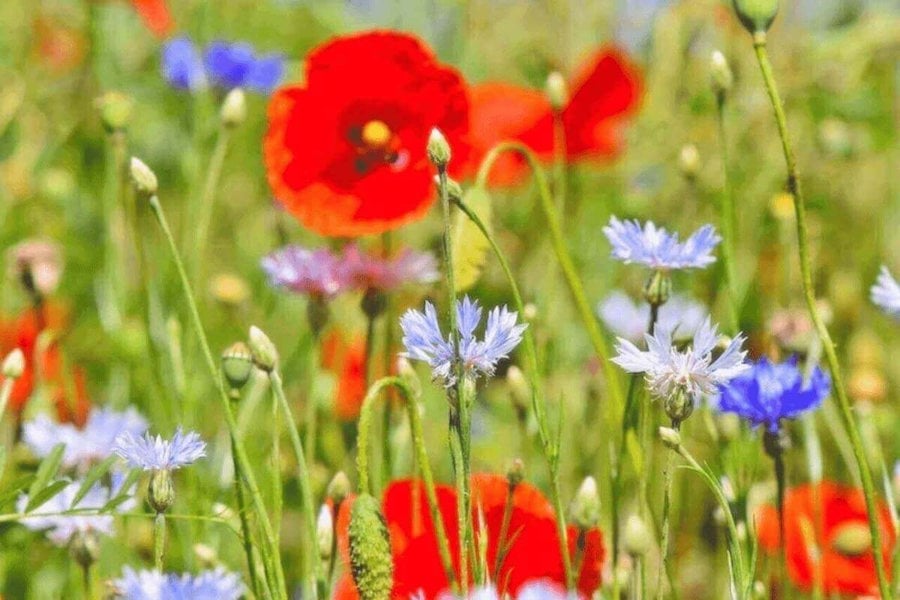 wildflower-seeds-new-wildflower-seeds 100g Pure Flower Mix