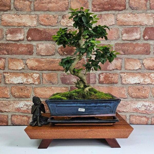 Yorkshire Bonsai Chinese Privet (Ligustrum Sinense) Bonsai Tree | Shaped | In 25cm Pot