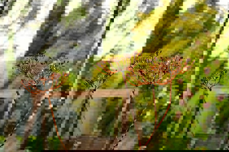 Savage Works Rusty Metal Cow Parsley