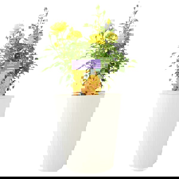 The Golden Anniversary Rose - Yellow Patio Rose with Fragrance Plants By Post