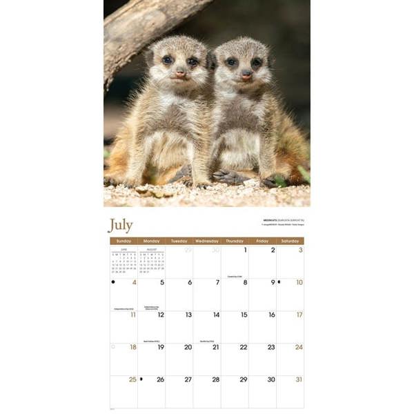 Baby Animals Calendar 2027, Wall Calendars, Month To View, Animals, Gift
