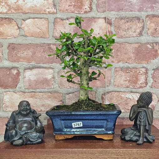 Yorkshire Bonsai Fukien Tea Tree (Carmona Retusa) Bonsai Tree | Broom | In 15cm Pot - 3767