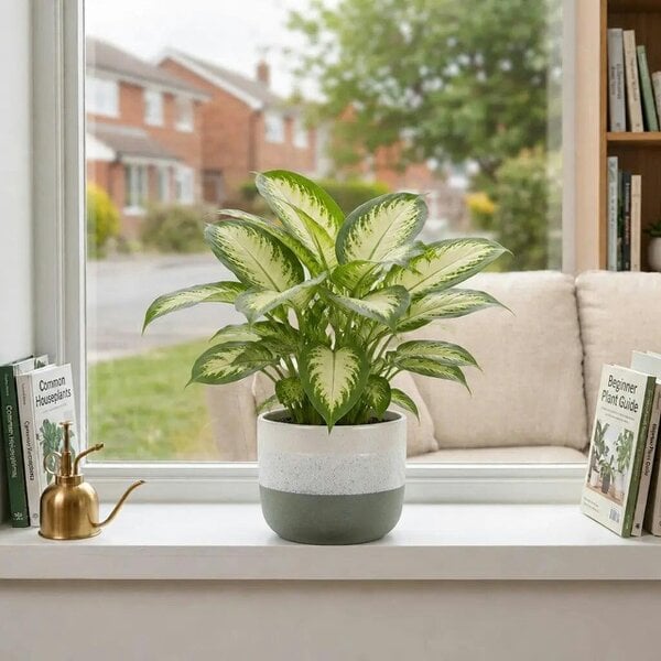 Dieffenbachia Camilla Dumb Cane – Elegant Cream and Green Variegated Indoor Houseplant - Green Stoneware Pot