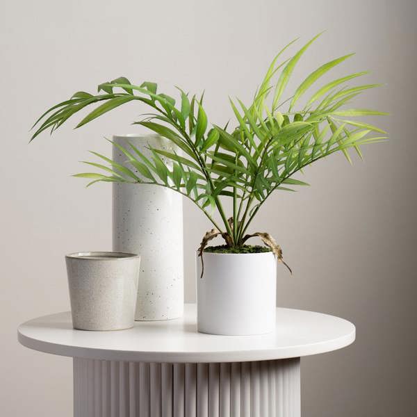 Scottish Everlastings 40cm Fern Tree in White Plastic Pot