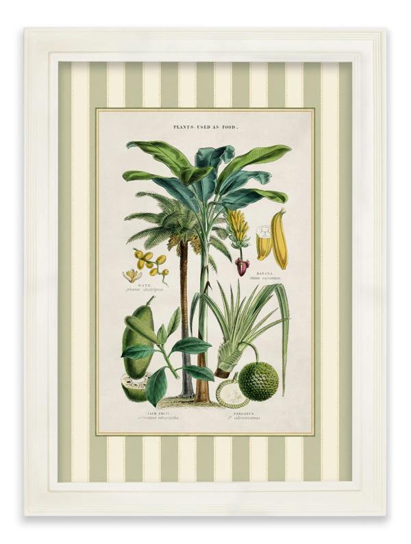 Exceptional Art c.1877 Plants Used as Food and Clothing with Striped Mount - Cream Hurstwood Frame