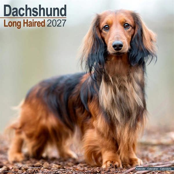 Long Haired Dachshund Calendar 2027, Wall Calendars, Month To View, Dogs, Gift