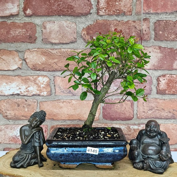 Yorkshire Bonsai Bird Plum (Sageretia) Bonsai Tree | Broom | In 15cm Pot