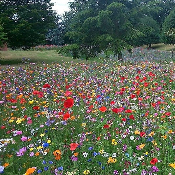 wildflower seed mix uk annuals perennials daisy