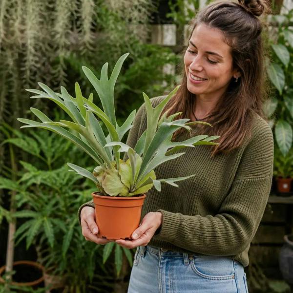 Platycerium Bifurcatum Staghorn Fern 17cm Pot – Pet Friendly Indoor Houseplant