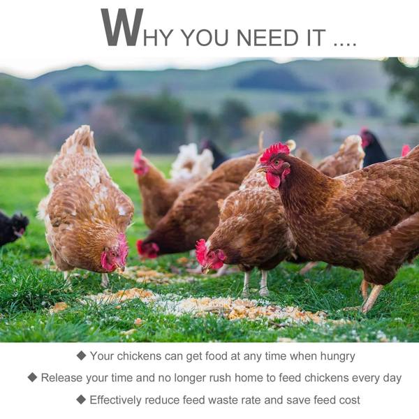 Chickens foraging together outdoors on grass in a yard feeding area