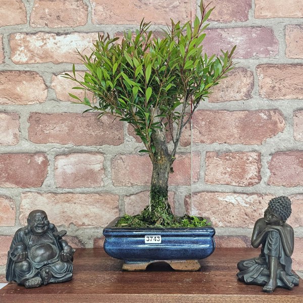 Yorkshire Bonsai Brush Cherry (Syzygium) Bonsai Tree | Broom | In 15cm Pot