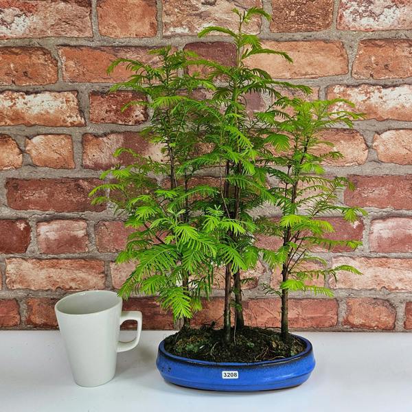 Yorkshire Bonsai Dawn Redwood (Metasequoia) Bonsai Tree Forest | Informal Upright | In 20cm Pot