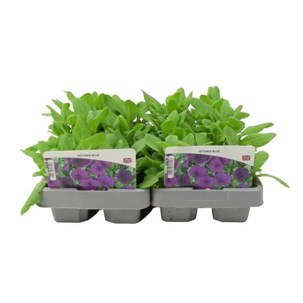 Petunia Blue 6 Pack x 2 (12 Plants) plants by post
