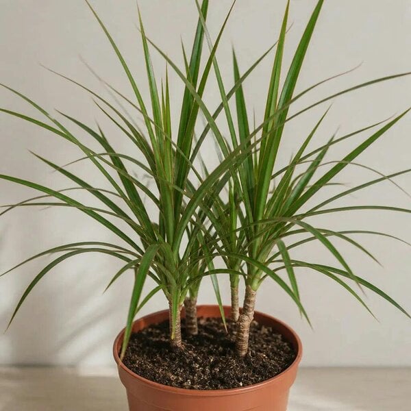 Dracaena Marginata 3 Stem Dragon Tree – Elegant Architectural Tropical Indoor Houseplant - Nursery Pot