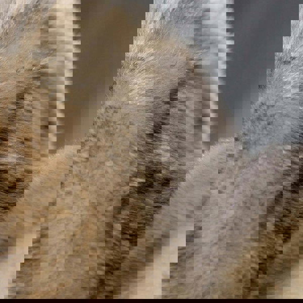 Aran Cable Ear Muffs Aran Cable Ear Muffs with Faux Fur Trim - Timeless 3GG Knit