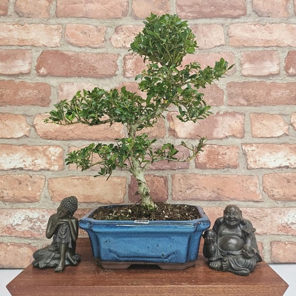 Yorkshire Bonsai Japanese Holly (Ilex Crenata) Bonsai Tree | Shaped | In 20cm Pot