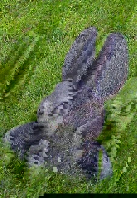 Cute Half Bunny stone garden ornament