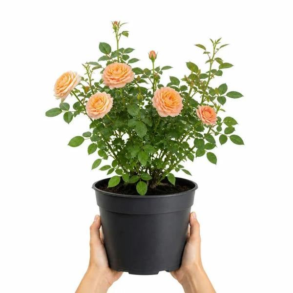 5L Rose Many Happy Returns Peach Rose Bush - Beautiful Flowering Garden Plant