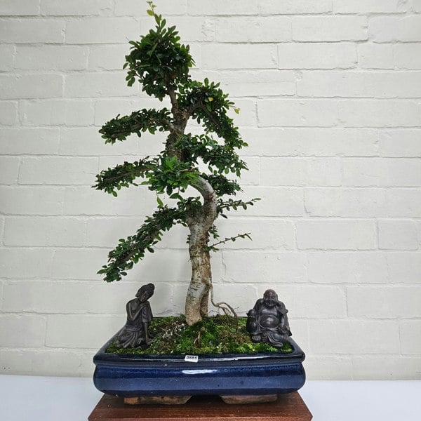 Yorkshire Bonsai Large Chinese Elm (Ulmus Parvifolia) Bonsai Tree | Shaped | In 35cm Pot