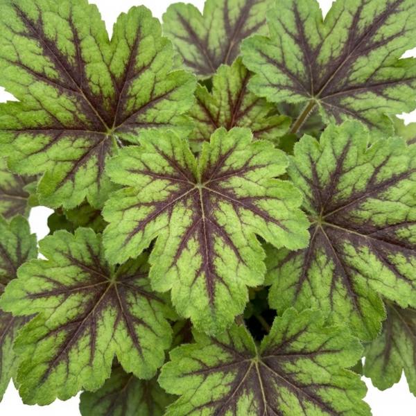 Tiarella Angel Wings - 2L Pot The Rose Press Garden
