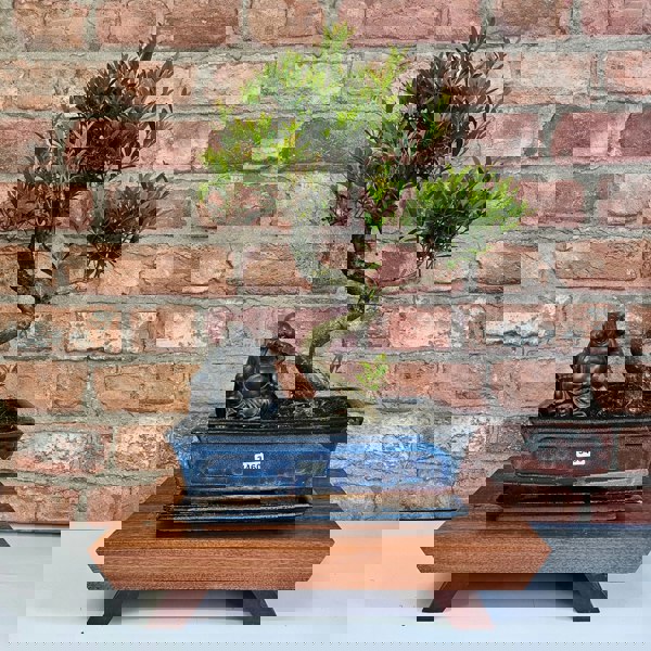 Yorkshire Bonsai Brush Cherry (Syzygium) Bonsai Tree | Shaped | In 25cm Pot