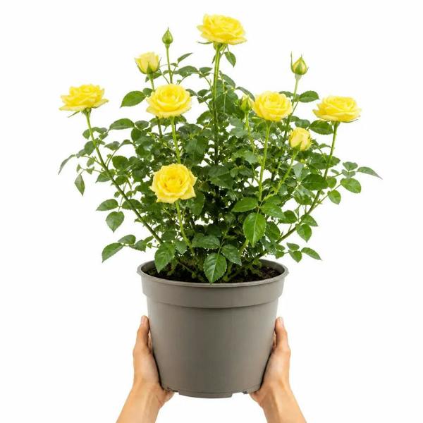 5L Rose Anniversary Wishes Yellow Rose Bush - Beautiful Flowering Garden Plant