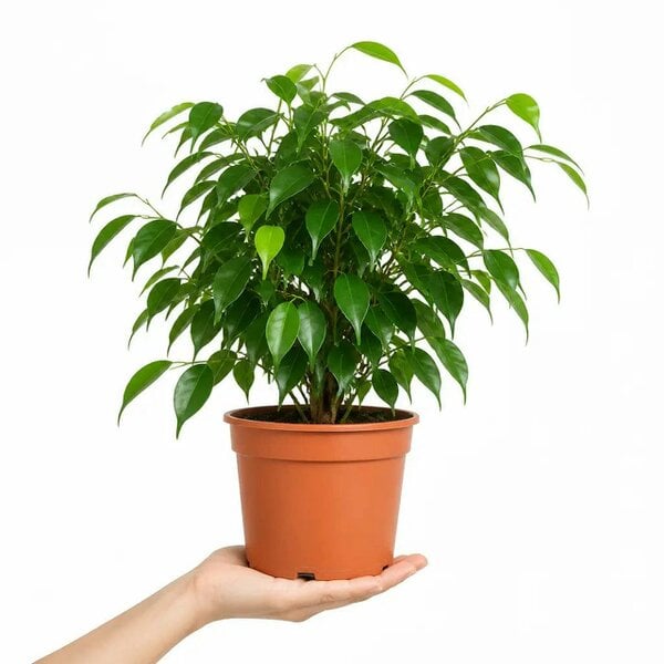 Ficus Danielle Weeping Fig 21cm Pot – Large Indoor Houseplant - Nursery Pot