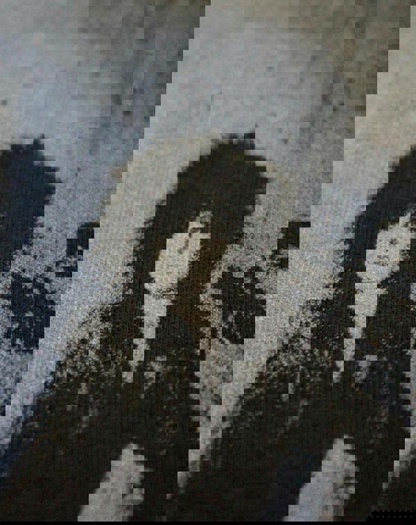 Amplified Clothing Mens Grey Motley Crue Short Sleeved T-Shirt