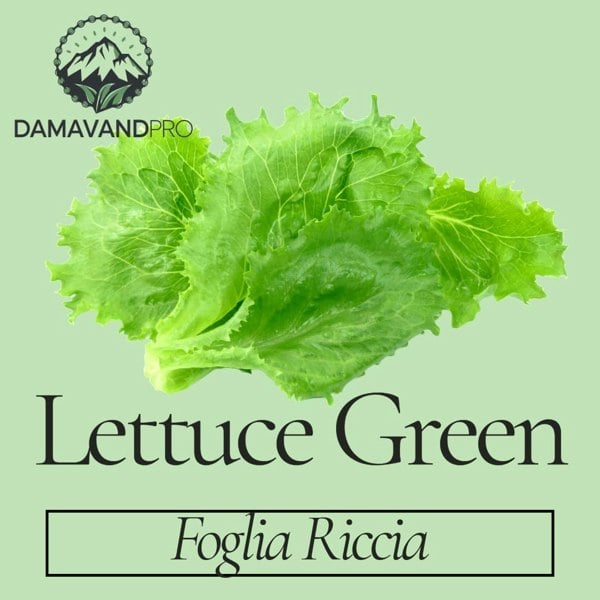 Lettuce Green Seeds Bionda a Foglia Riccia