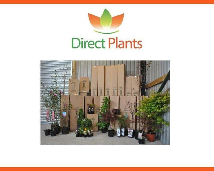 Direct Plants 3x Green Leylandii Cupressocyparis Leylandii Hedging Trees 3-4ft Supplied in 3 Litre Pots
