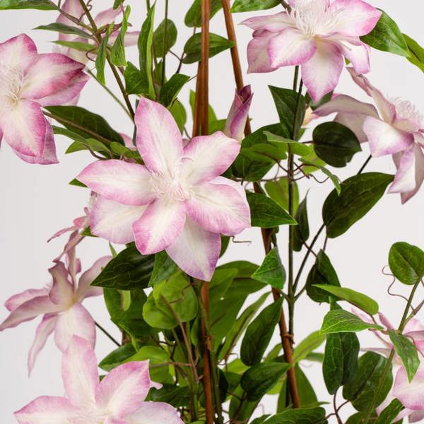 Scottish Everlastings 98cm Real Touch Climbing Clematis in WhIte Pot